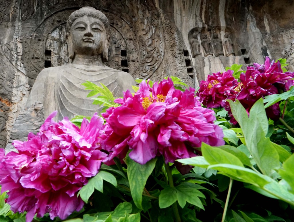 洛阳龙门石窟近万株牡丹争奇斗艳